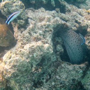 Moray eel in its hiding spot