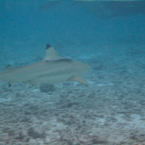 Reef shark swimming towards an unsuspecting snorkeller
