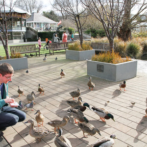 Feeding ducks in Dunedin with Sophie