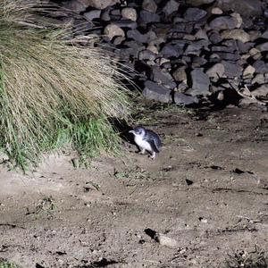 Little blue penguin coming up from the beach