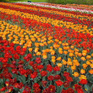 Rows of orange and red
