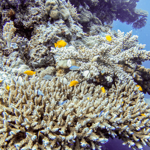 Fish swimming around coral