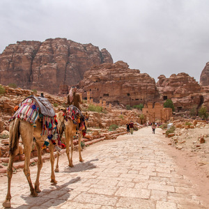 Camel on Colonnaded Street in Petra