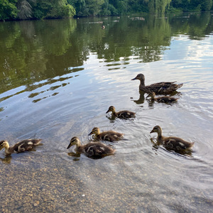 Ducks on Clair Lake