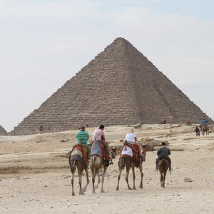 Camels at the Pyramids