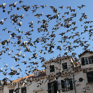 Pigeons in flight over Gundulic's Square in Dubrovnik