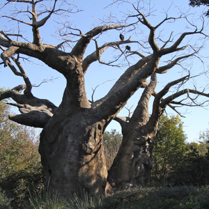 Baobab tree