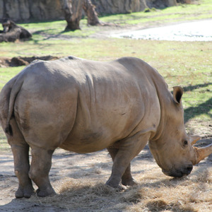 White rhino in Kilimanjaro Safaris