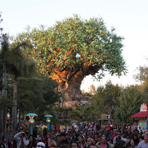 View of Tree of Life at Disney's Animal Kingdom
