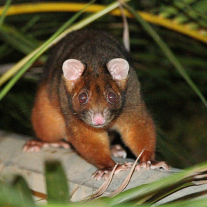 Possum in my backyard