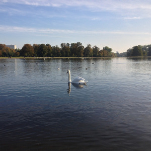 Swan in the Round Pond, Hyde Park