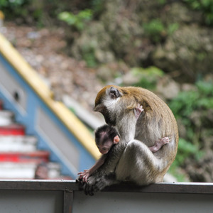 Macaque monkey and child
