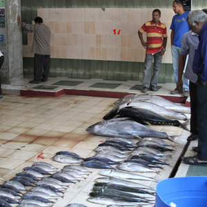 Fish at the market