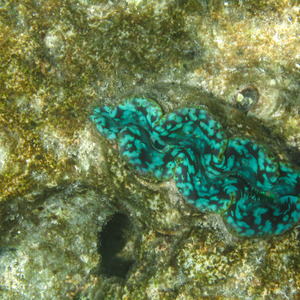 A green clam
