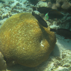 Brain coral