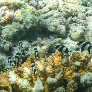 Small coral with threeband humbug