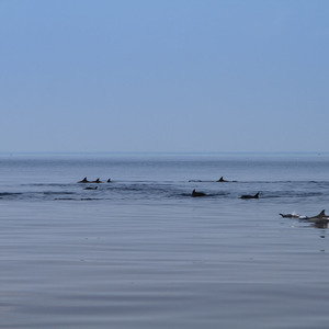 A school of dolphins