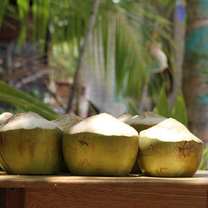 Coconuts ready for drinking