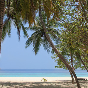 Beachfront coconut grove on Utheemu Island
