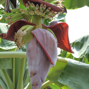Banana tree flower