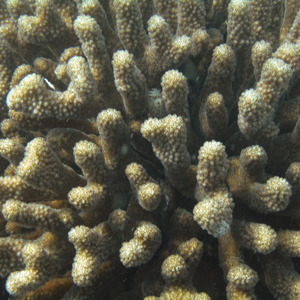 Coral polyps up close