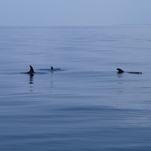 Dolphins swimming