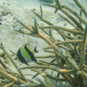 A Moorish idol swimming around seriatopora coral