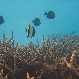 Moorish idol and butterfly fishing swimming around seriatopora coral