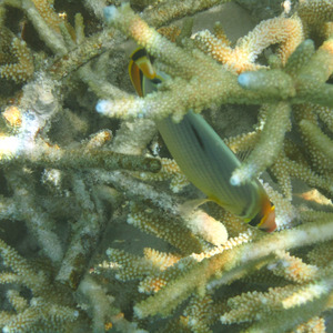 Redfin butterfly swimming among the coral