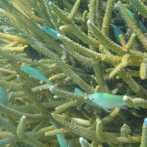 Fish among the coral