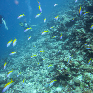 Divers among a school of yellowfin fusilier