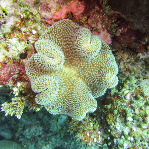 Sarcophyton coral