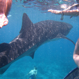 Whale shark surrounded by snorkellers