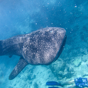 Head-on view of a whale shark