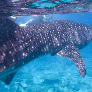 Whale shark near the surface