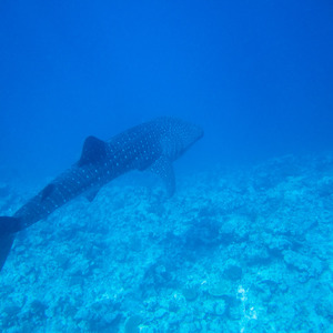 Whale shark heading off into the deep