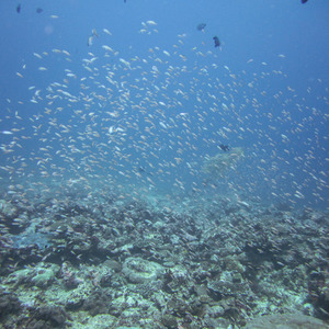 A school of tiny fish