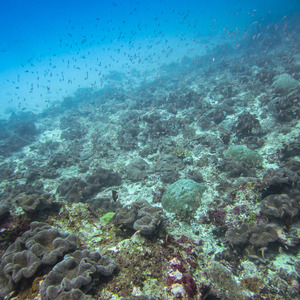 Schools of tiny fish swimming above a coral reef