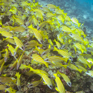 School of bluestripe snapper