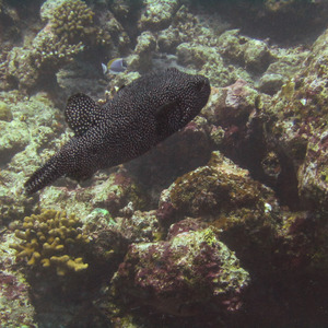 A friendly whitespotted pufferfish