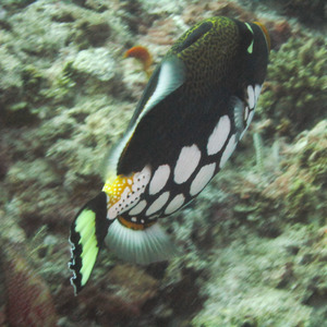 Clown triggerfish