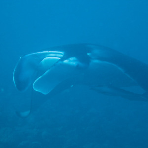 Manta ray and remora fish from the front