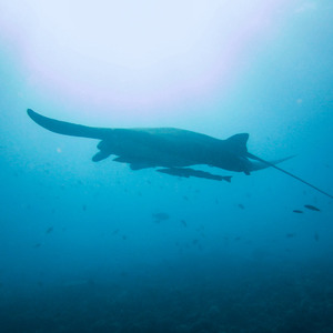 Manta ray and remora fish