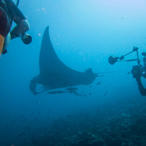 Manta ray with scuba divers