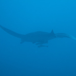 Manta ray swimming off into the deep blue