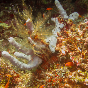 Colourful coral