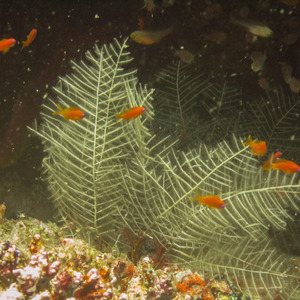 Goldfish swimming among coral