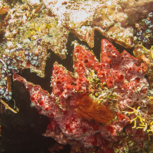 A giant clam encrusted with coral