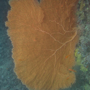 Sea fan coral