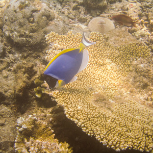 Blue surgeonfish eating table coral